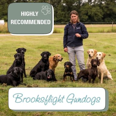 Dog boarding, gundogs Dog boarding, gundogs