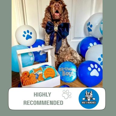 DOGS TREATS A dog with a blue bowtie sits beside birthday decorations and treats.